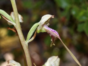 ORKİDELERDE KAÇAK SÖKÜM ALARMI