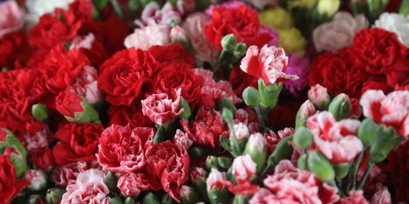 'SEVGİLİLER GÜNÜ' İÇİN AVRUPA'YA 75 MİLYON DAL ÇİÇEK