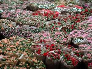 'SEVGİLİLER GÜNÜ' İÇİN AVRUPA'YA 75 MİLYON DAL ÇİÇEK