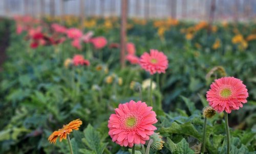 TÜRK ÇİÇEĞİNDE 160 MİLYON DOLARLIK İHRACAT REKORU