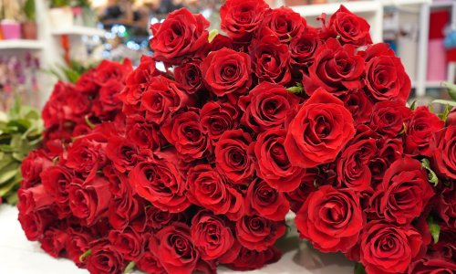 GÜL 200, ORKİDE 2 BİN LİRADAN BAŞLIYOR