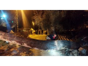 DEFNE’DE DEVRİLEN AĞAÇ YOLU KAPATTI