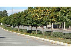 MANAVGAT’TA FIRTINA VE YAĞMUR TURUNÇLARI YOLLARA DÖKTÜ