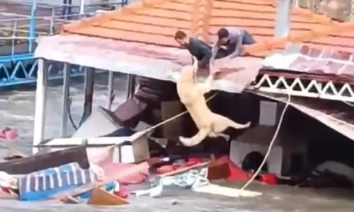 TAŞAN ÇAYDAKİ İŞLETME YIKILDI, SULARA KAPILMAK ÜZERE OLAN BİR KÖPEK SON ANDA KURTARILDI