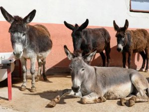 AT, EŞEK, KATIR AZALDI