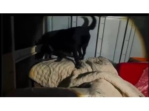 KAMYONET KASASINDA BATTANİYEYLE SAKLANAN 11 KİLO 200 GRAM UYUŞTURUCU YAKALANDI