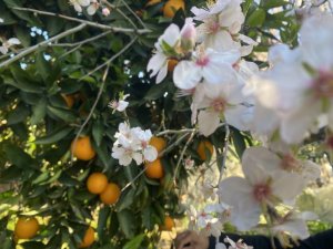 AKSU’DA BADEM AĞAÇLARI ŞUBAT ORTASINDA ÇİÇEK AÇTI