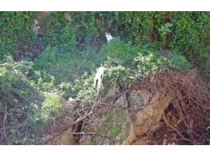 FALEZLERDE MAHSUR KALDIĞI SANILAN KEDİLERİN KEYFİ ‘İHBARLA’ SON BULDU