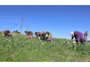 MERSİN’DE ATIL ARAZİLER NERGİSLE DEĞERLENDİ, ÜRETİM 10 KAT ARTTI