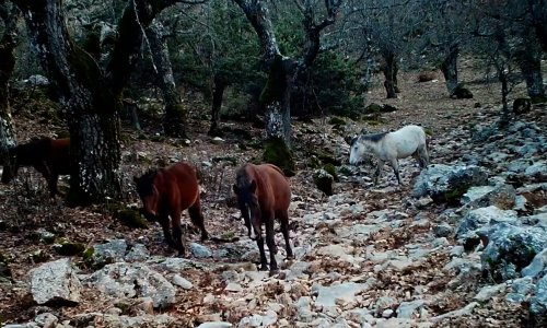 KOVADA GÖLÜ MİLLİ PARKI’NDA YABAN HAYATI FOTOKAPANA YANSIDI