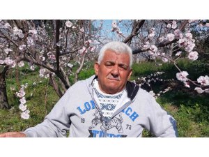 MUT’TA KAYISI AĞAÇLARI ADETA GELİNLİĞE BÜRÜNDÜ