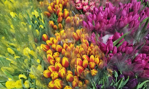 KADINLAR GÜNÜ'NE ÖZEL SUDA LALE