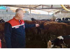 KUMLU’DA YERLİ IRK HAYVANLARLA BÜYÜKBAŞ YETİŞTİRİCİLİĞİ YAPAN İŞLETME İNCELENDİ