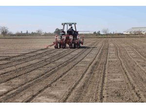 ÇUKUROVA’NIN BEREKETLİ TOPRAKLARI MISIR VE AYÇİÇEĞİ TOHUMLARI İLE BULUŞTU