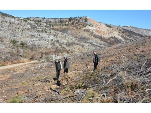 MERSİN’DE YANGIN SAHALARINDA DOĞA YENİDEN CANLANIYOR
