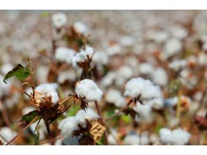 ADANA’DA PAMUKTA ’PEMBEKURT’ ZARARLISINA KARŞI UYARI