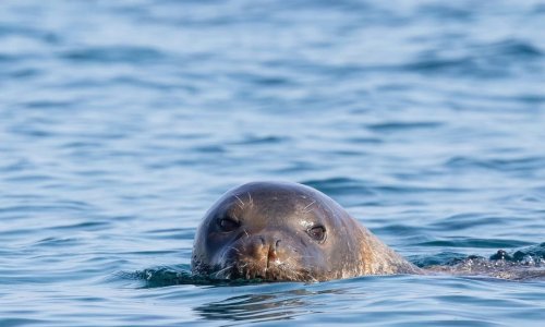 NESLİ TEHLİKEDE OLAN AKDENİZ FOKU YUVALARINA 'TUR' ŞİKAYETİ