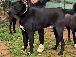 YAŞAM HAKKI SAVUNUCUSU KAYA'DAN 'ŞAMPİYON KÖPEK' İDDİASI