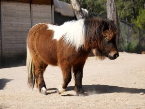 BAYRAMDA DOĞAN MİDİLLİ 'ŞEKER' 1 YAŞINA GİRİYOR