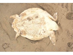 ANTALYA’DA ÖLÜ CARETTA CARETTA KIYIYA VURDU