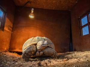 EN YAŞLI KAPLUMBAĞAYA ARKADAŞ ARANIYOR