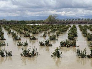 YAĞIŞLAR TARIM ARAZİLERİNİ VURDU
