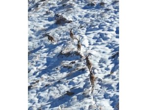 KAHRAMANMARAŞ’TA YABAN KEÇİLERİ GÖRÜNTÜLENDİ