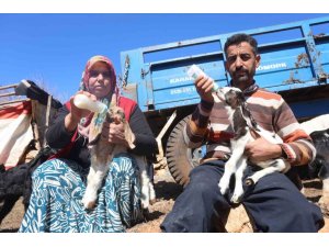 AKARYAKIT KARIŞTIĞI İDDİA EDİLEN YAĞMUR SUYU BİRİKİNTİSİNDEN İÇEREK TELEF OLAN KÜÇÜKBAŞ HAYVANLARIN YAVRULARINI BİBERONLA YAŞATMAYA ÇALIŞIYORLAR