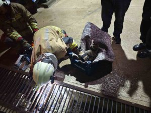 SU GİDERİNE YAVRULAYAN ANNE KEDİ VE YAVRULARINI İTFAİYE KURTARDI