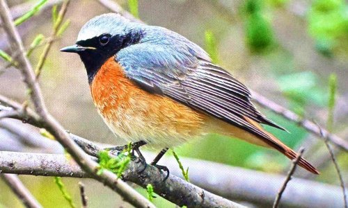 RENKLİ BAHAR GÖÇÜ