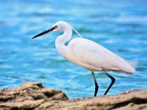 RENKLİ BAHAR GÖÇÜ