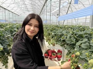 TARSUS’TA TOPRAKSIZ TARIMDA İLK ÇİLEK HASADI YAPILDI