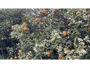 MERSİN PORTAKAL KOKMAYA BAŞLADI: DALINDA KALAN ÜRÜNLER TOPLANMADAN ÇİÇEKLER AÇTI