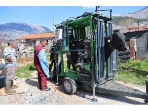 GÜNDOĞMUŞLU ÜRETİCİLERİN BÜYÜKBAŞ HAYVANLARINA TIRNAK BAKIM DESTEĞİ