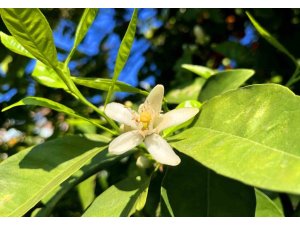ADANA’DA PORTAKAL ÇİÇEĞİ KOKUSU KENTİ SARDI