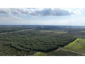 "81 İLDE 81 ORMAN" PROJESİ İLKBAHAR DİKİMLERİYLE DEVAM EDİYOR