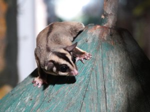 KAÇAK BAKILAN 33 'UÇAN SİNCAP' REHABİLİTASYONA ALINDI