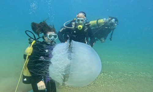 DENİZANALARI KIYIYA SÜRÜKLENDİ