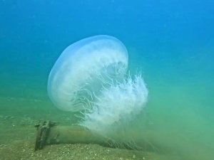 DENİZANALARI KIYIYA SÜRÜKLENDİ