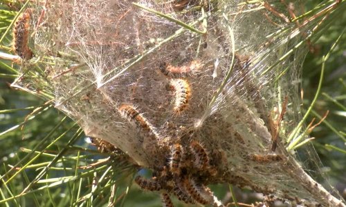 ORMANLARDA SESSİZ TEHLİKE: ÇAM KESE TIRTILI