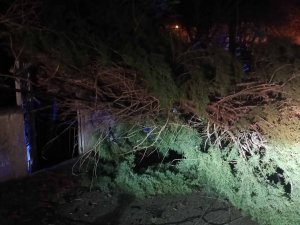 RÜZGARDAN AĞAÇ DEVRİLDİ, ELEKTRİK TELLERİ KOPTU