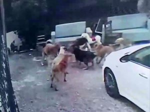 KÖPEK SÜRÜSÜ KEDİYİ PARÇALADI, KORKUDAN ÇOCUĞUNU OKULDAN ALDI
