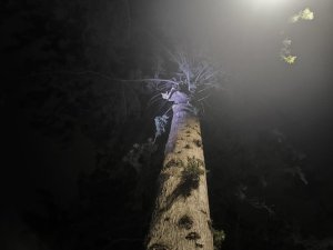 İSKENDERUN’DA AĞAÇTA MAHSUR KALAN KEDİYİ İTFAİYE KURTARDI