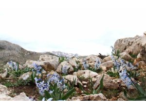 KAR ALTINDAN ÇIKAN KAYA SÜMBÜLÜ GÖRSEL ŞÖLEN SUNUYOR