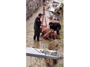 SULAMA KANALINA DÜŞEN İNEĞİ İTFAİYE KURTARDI