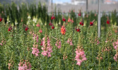 ANTALYA'DAN AVRUPA'YA YENİ ÇİÇEK: ASLANAĞZI