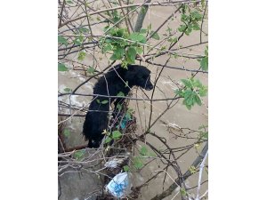 DEREYE DÜŞEN KÖPEK ZORLU OPERASYONLA KURTARILDI