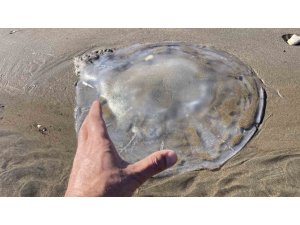 AKDENİZ’DEKİ ZEHİRLİ DENİZANALARI MERSİN SAHİLLERİNE VURDU