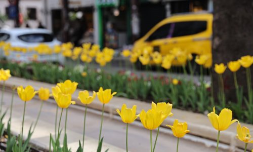 BAHARIN MÜJDECİSİ LALELER, ANTALYA SOKAKLARINI RENKLENDİRDİ