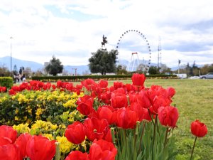 BAHARIN MÜJDECİSİ LALELER, ANTALYA SOKAKLARINI RENKLENDİRDİ